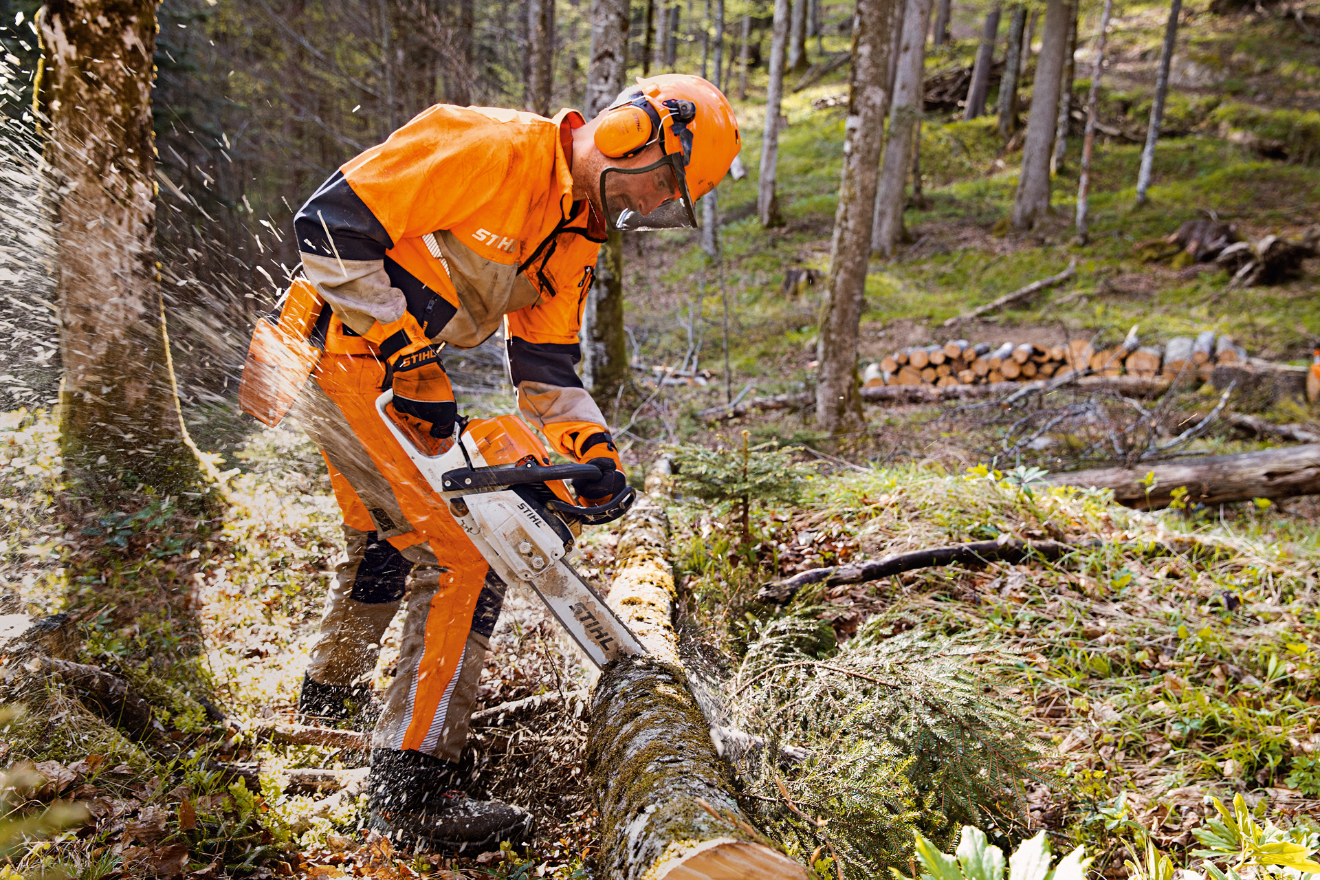 Un lucrător forestier în îmbrăcăminte de protecție STIHL, inclusiv pantaloni Dynamic Vent (clasa 1 de protecție împotriva tăierii), taie un copac în pădure cu motoferăstrăul STIHL