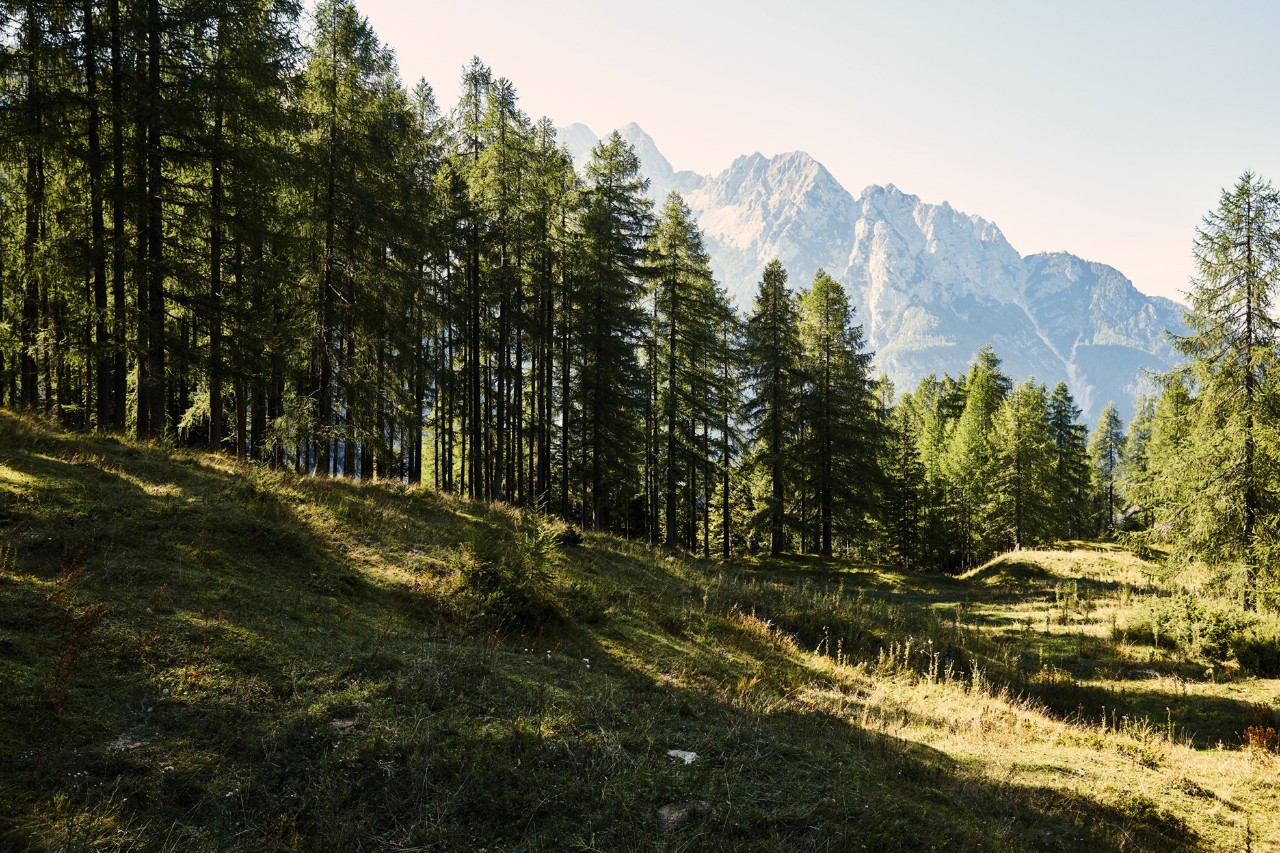 Peisaj cu pădure și munți