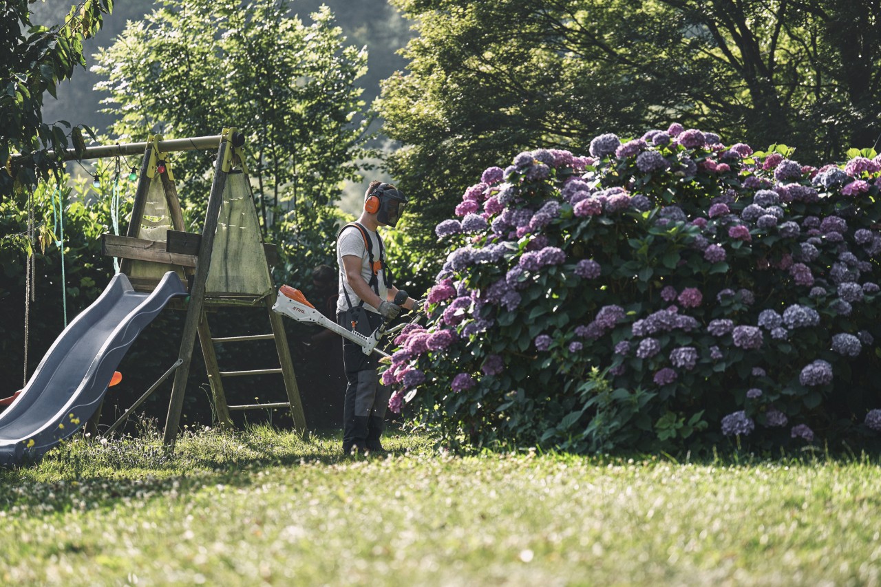 Un bărbat cu protecție auditivă și la față stă cu un utilaj de tăiat arboret STIHL în fața unui arbust mare de hortensie 