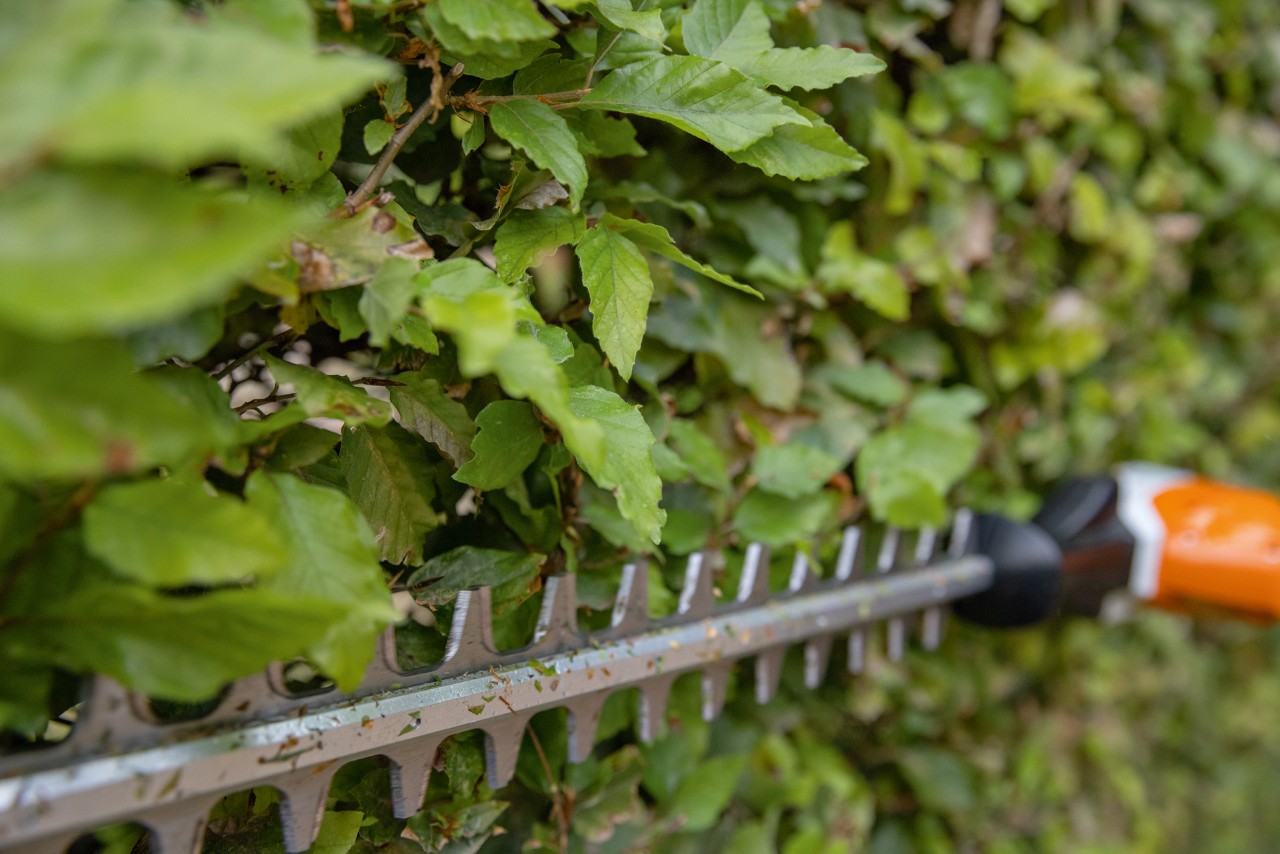 Prim-plan cu modul în care se tunde un gard viu cu o foarfecă de tuns garduri vii STIHL