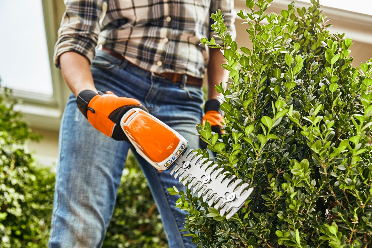 Un tufiș este tăiat cu foarfeca de tuns arbuști cu acumulator STIHL HSA 26